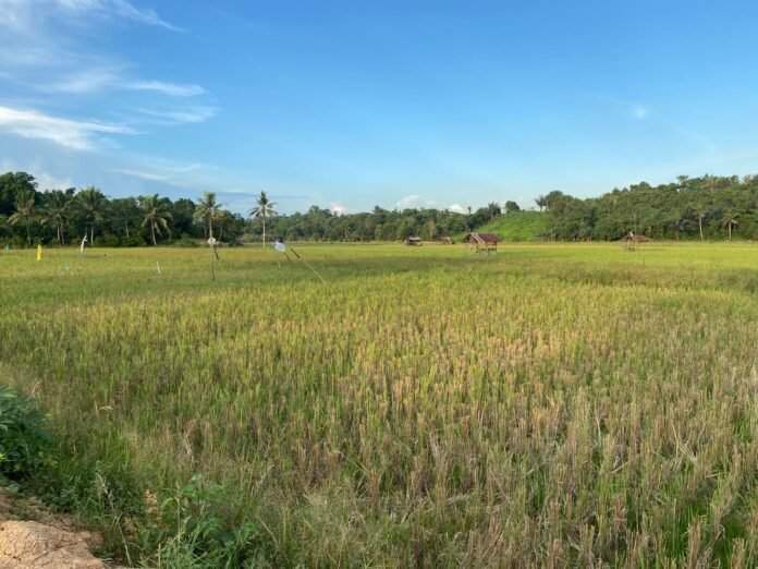 Lahan Pertanian di Kelurahan Maluhu.